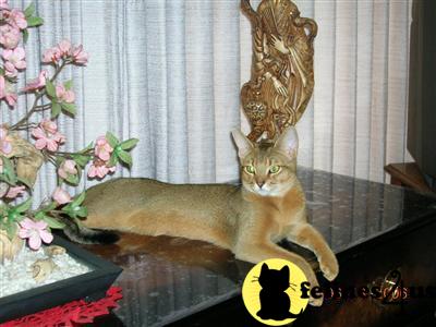 Abyssinian Kittens