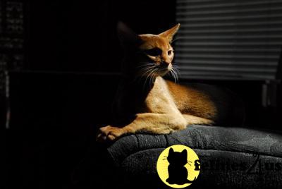 Abyssinian Kittens