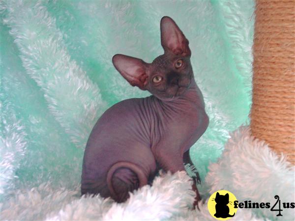Hypoallergenic Cats