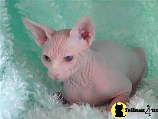 Hypoallergenic Cats