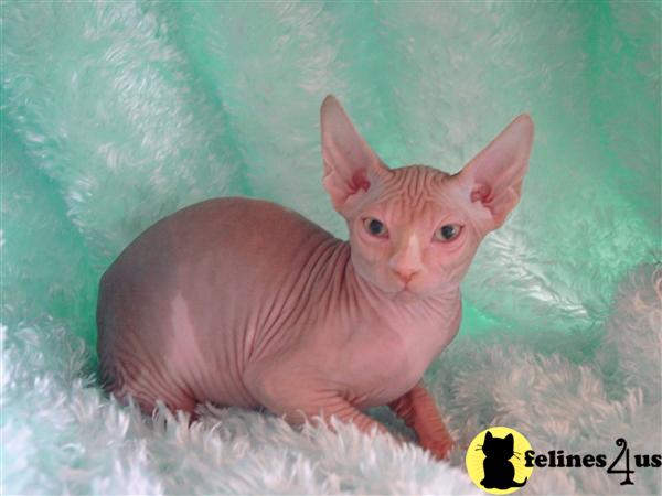 Hypoallergenic Cats