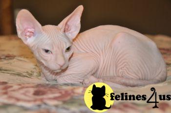 Kittens for Sale in Nebraska