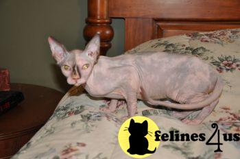 Kittens for Sale in Nebraska