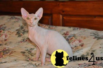 Kittens for Sale in Nebraska