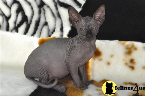 Sphynx Kittens