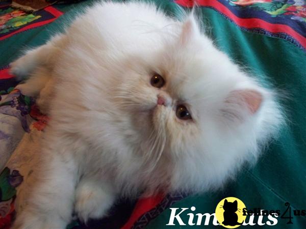 Persian Kittens