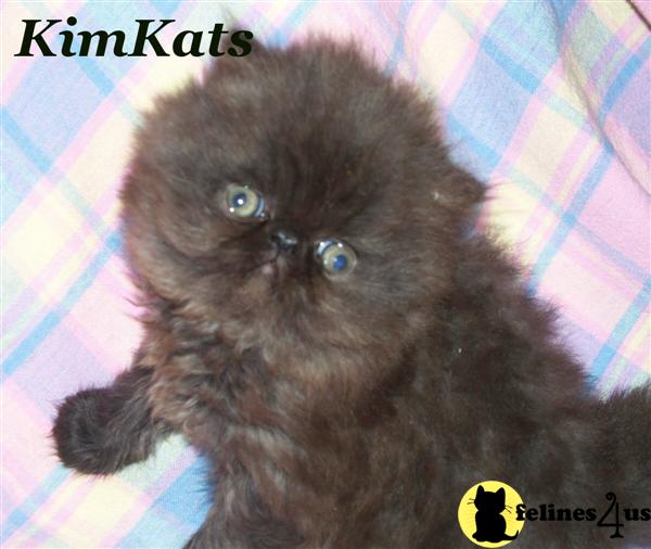 Persian Kittens