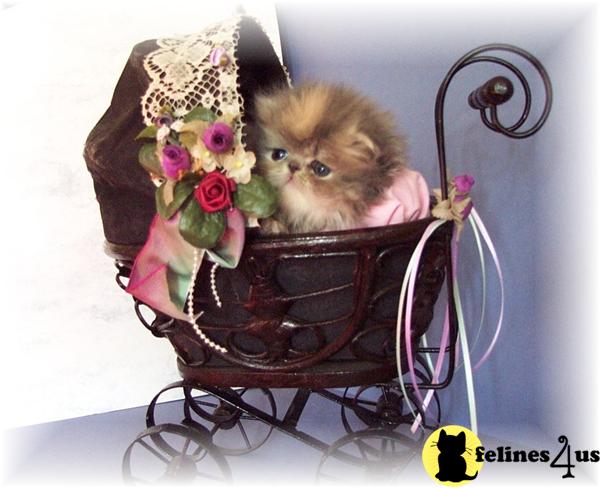 Kittens for Sale in Colorado