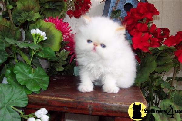Kittens for Sale in Colorado