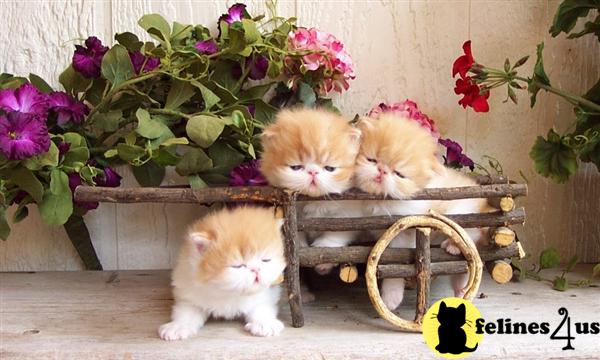 Kittens for Sale in Colorado