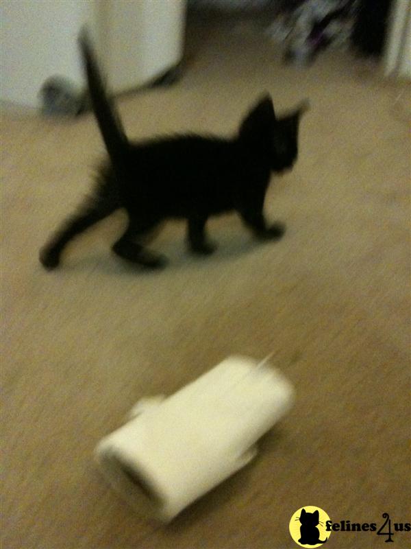 Kittens for Sale in Texas