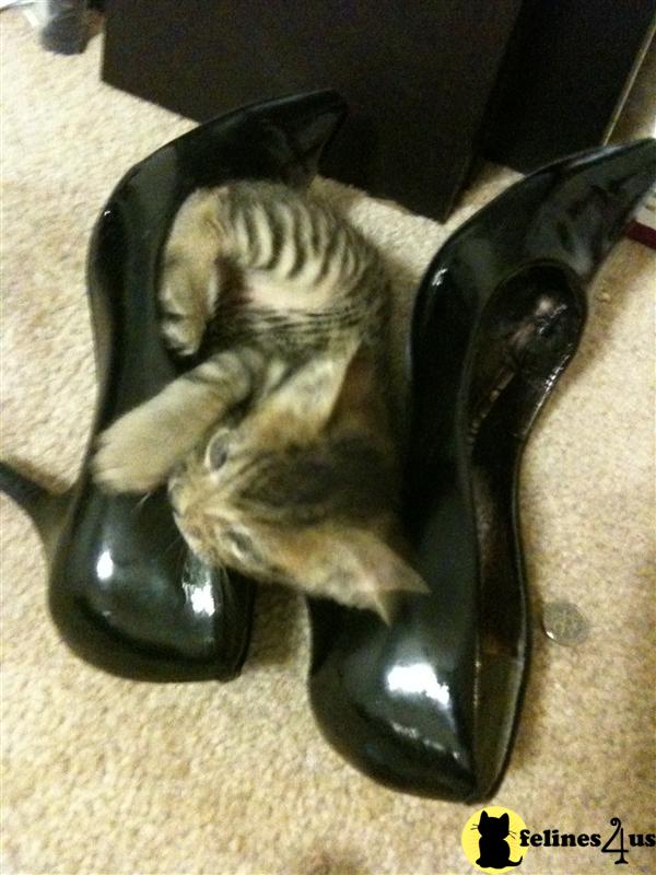 Kittens for Sale in Texas