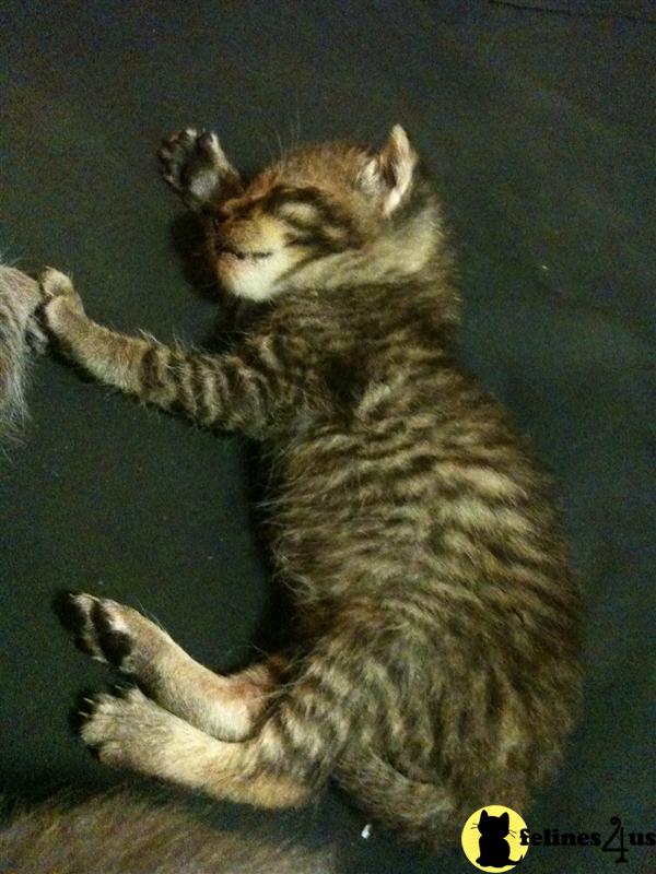 Kittens for Sale in Texas