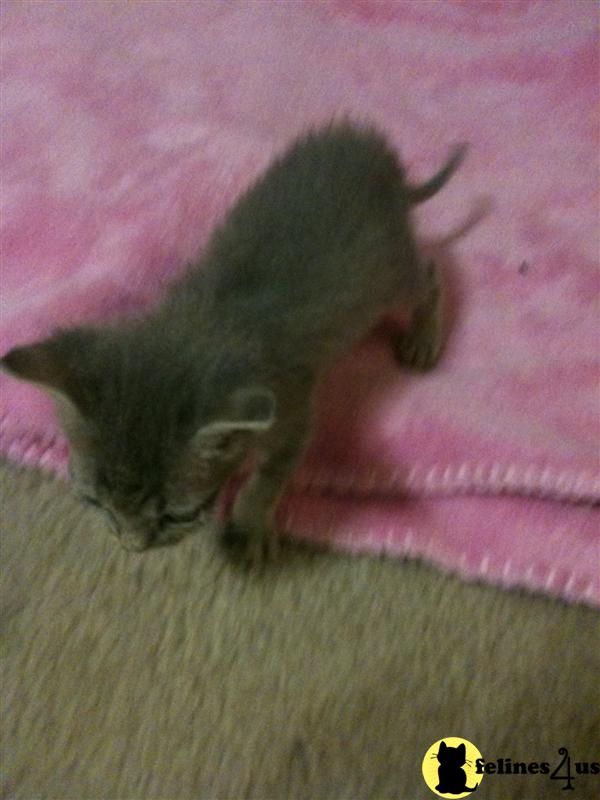 Kittens for Sale in Texas