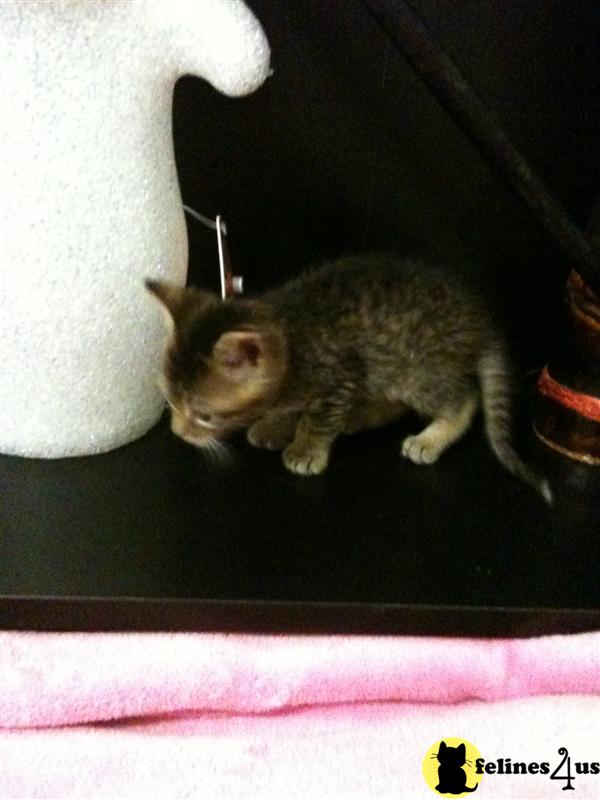 Kittens for Sale in Texas