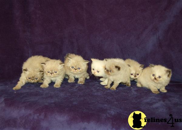 Himalayan Kittens in California