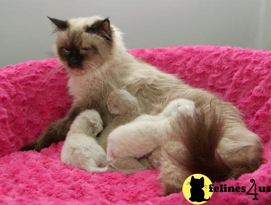 Ragdoll Kittens
