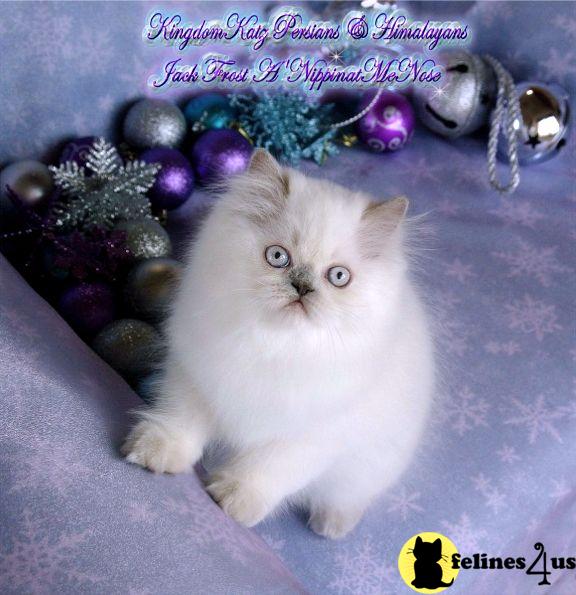 Kittens for Sale in Illinois
