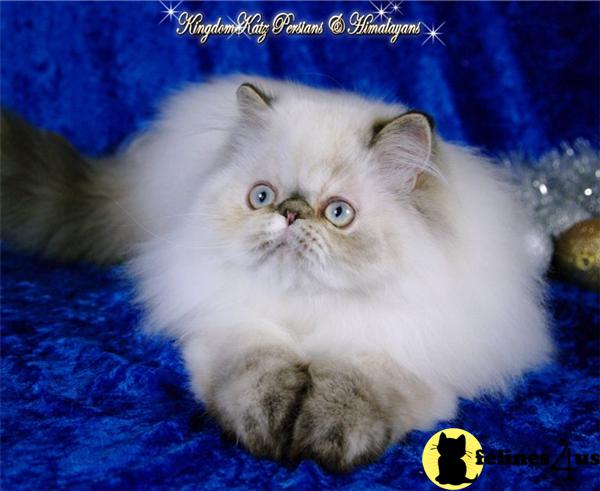 Himalayan Kittens in Illinois