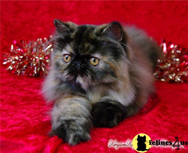 Kittens for Sale in Illinois