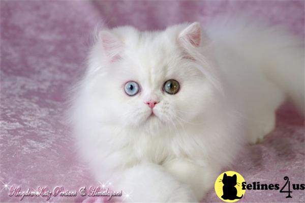 Kittens for Sale in Illinois