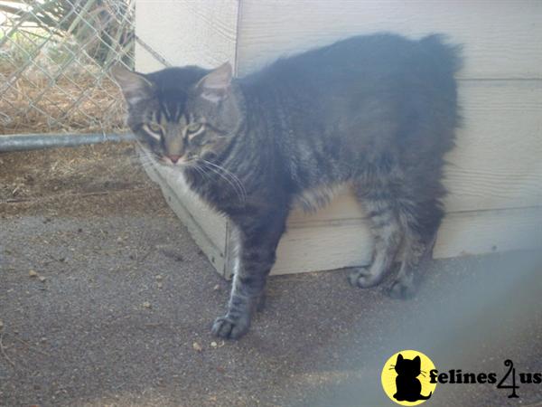 MAINE COON/MANX 
