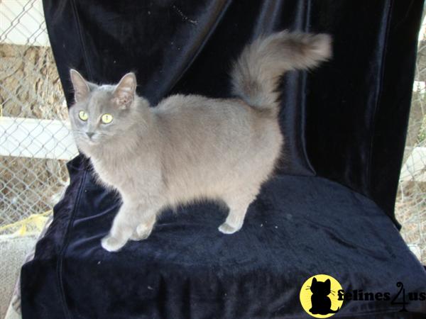 GORGEOUS BLUE MAINE COON MIX