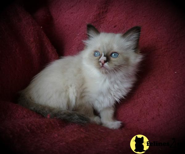 Ragdoll Kittens in Wisconsin