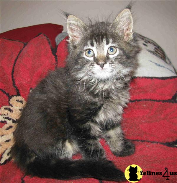 Kittens for Sale in Oklahoma