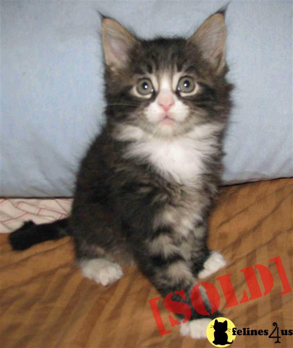 Adorable CFA Classic kitten - SOLD