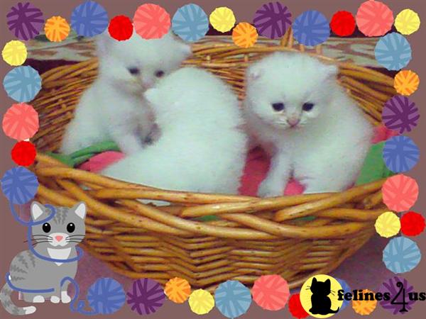 Persian Kittens