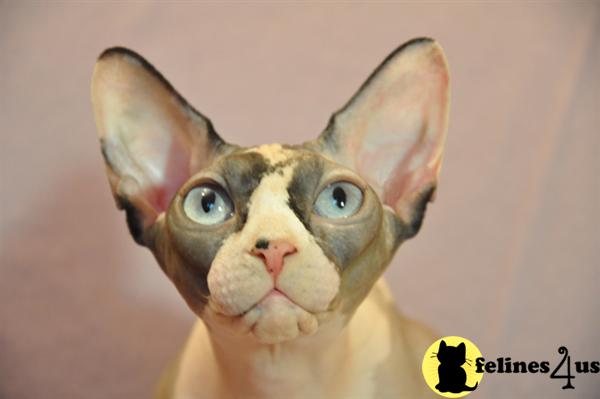 Sphynx Kittens