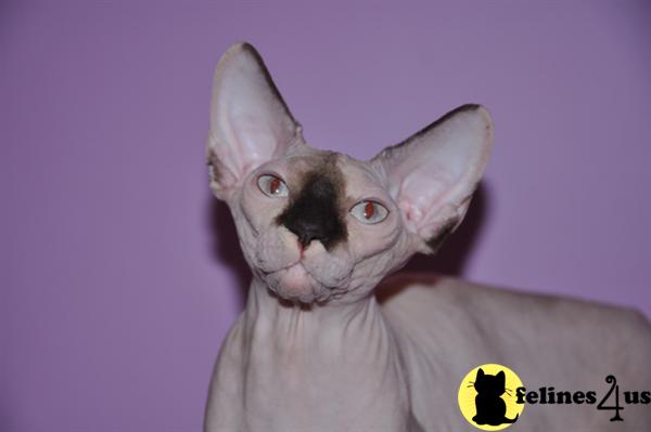 Sphynx Kittens