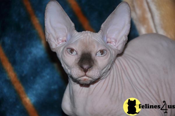 Sphynx Kittens