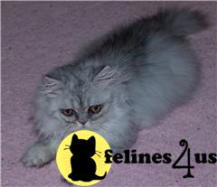 Kittens for Sale in Illinois