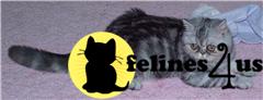 Kittens for Sale in Illinois