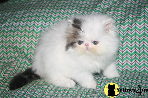 Persian Kittens