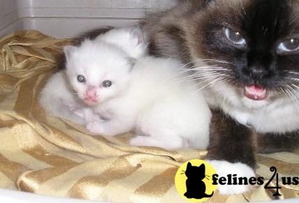 Ragdoll Kittens