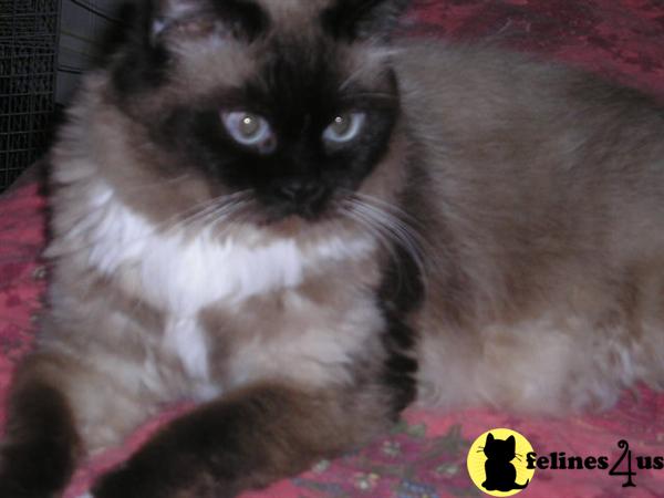 Cats for Sale