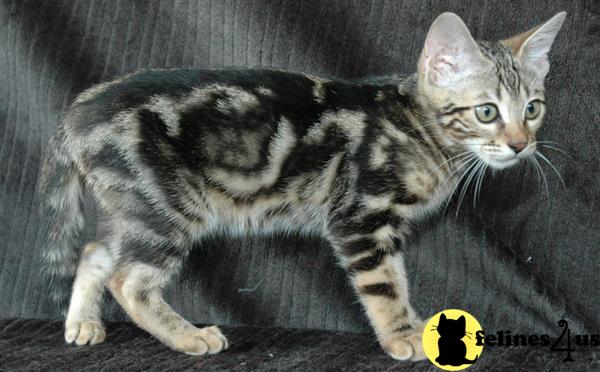 Bengal Kittens in Florida