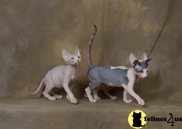 Kittens for Sale in Iowa