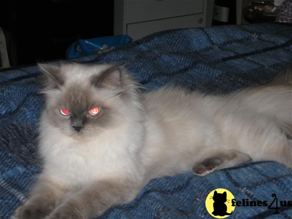 Himalayan Kittens