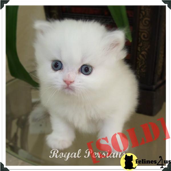 Beautiful Doll Face Persian Kitten Available