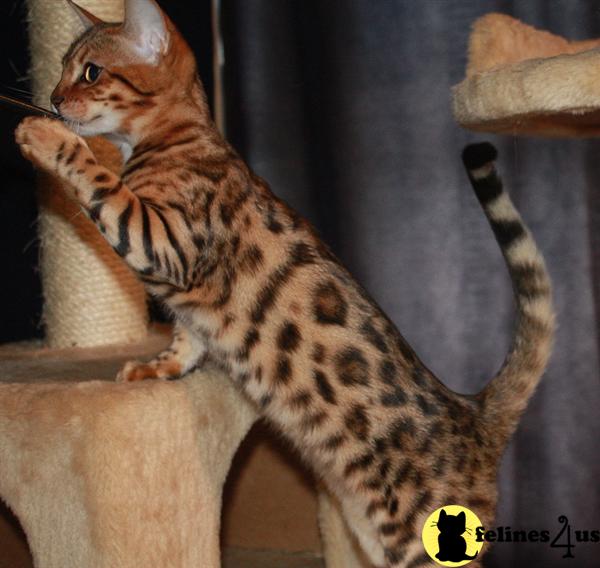 Bengal Kittens in Pennsylvania