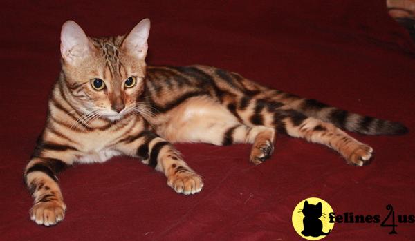 Bengal Kittens