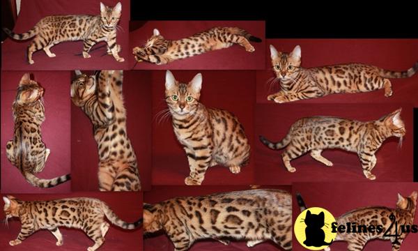 Kittens for Sale in Pennsylvania