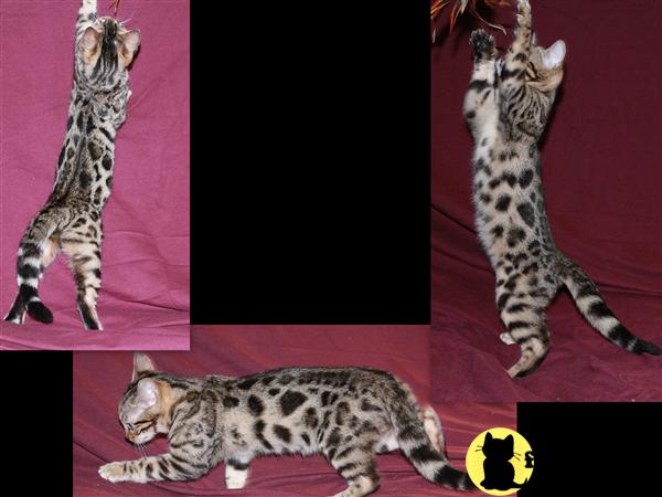 TICA Registered Bengal Kittens Available 