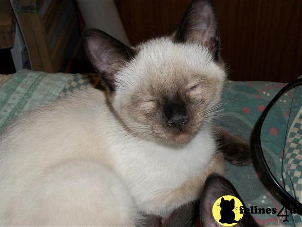 Kittens for Sale in Ohio