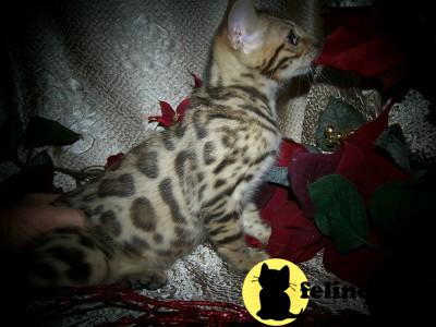 Bengal Kittens
