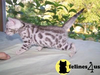 Stunning Silver Female